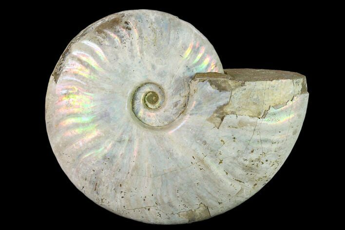 Silver Iridescent Ammonite (Cleoniceras) Fossil - Madagascar #137398